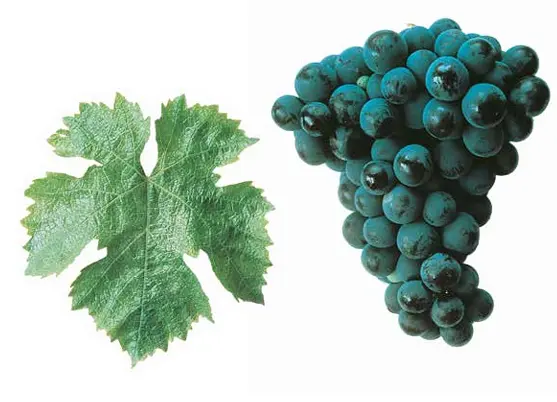 Cabernet Franc