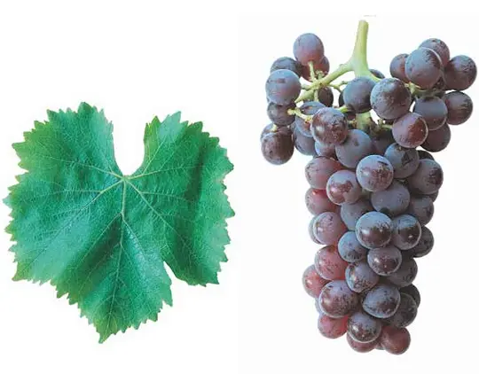 Garnacha Tinta