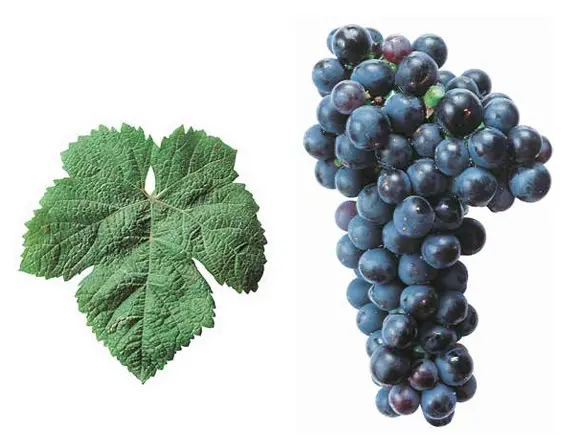 Tannat