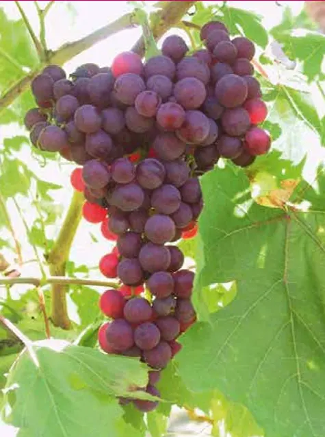 Flame Seedless
