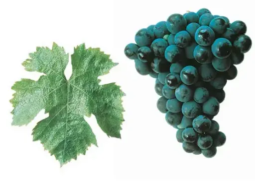 Cabernet Franc