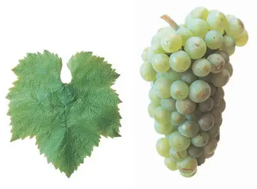 Chardonnay