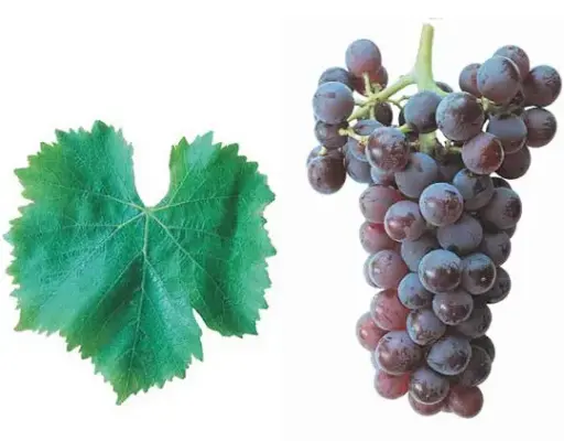 Garnacha Tinta