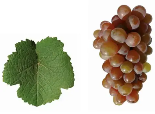 Gewurztraminer