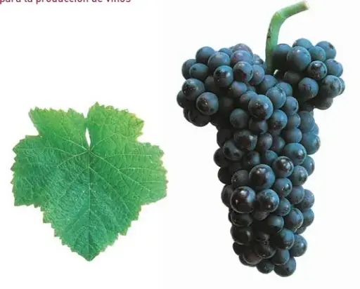 Pinot Noir