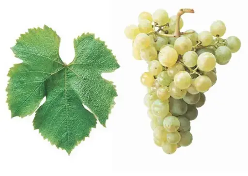 Semillon