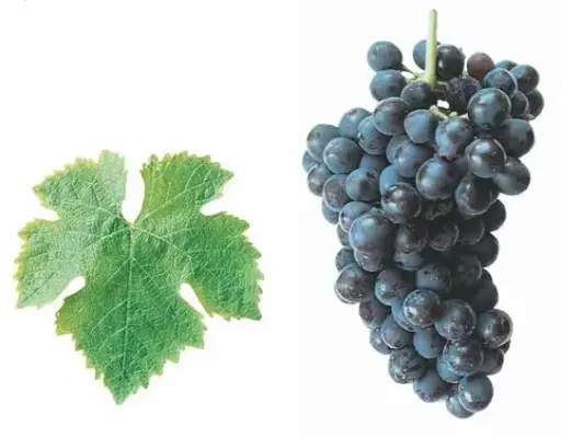 Syrah