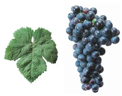 Tannat
