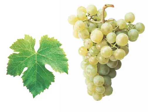 Viognier