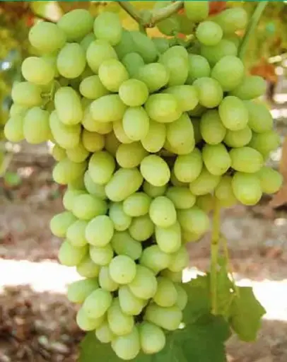 Superior Seedless